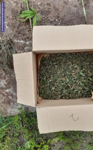 Ponad 1200 porcji narkotyków nie trafi na rynek – kolejna skuteczna akcja jaworskich policjantów